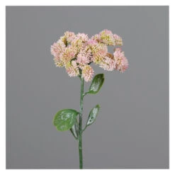 Mauerpfeffer - Ca. 46 Cm - Rosa