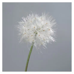 Pusteblume - Ca. 80 Cm - Weiß