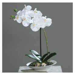 Orchidee In Schale - Ca. 32 Cm - Weiß