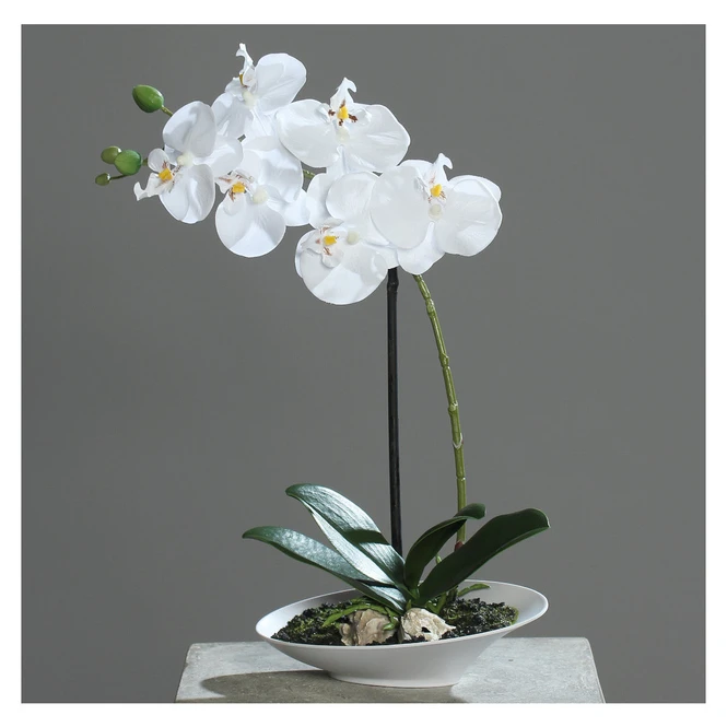 Orchidee In Schale - Ca. 32 Cm - Weiß