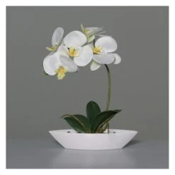 Orchidee In Schale - Ca. 27 Cm - Weiß