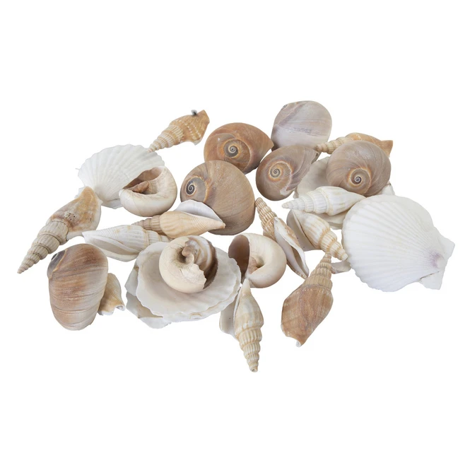 Streudeko - Muscheln - 1 Beutel – Bild 2